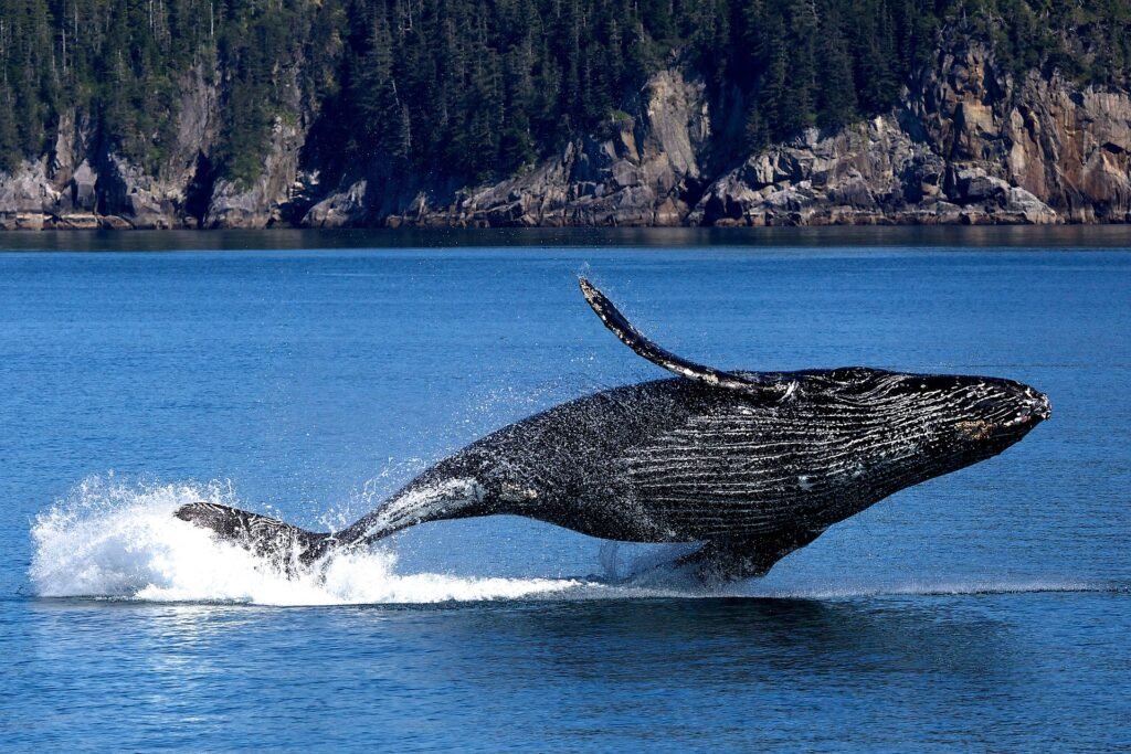 Whale watching
