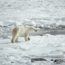 Polar bear