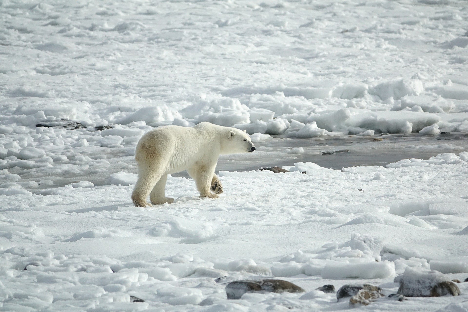 Polar bear