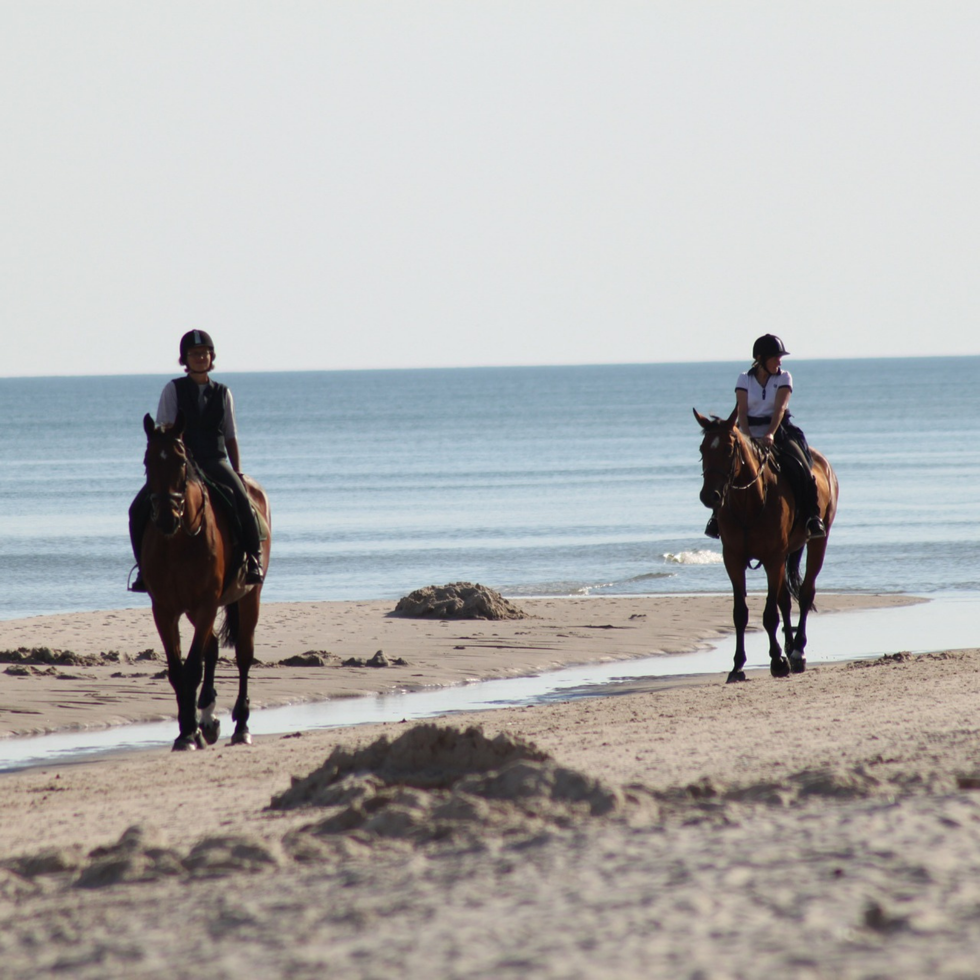 Cavallo