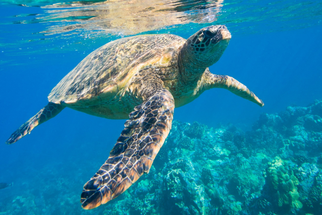 Diving