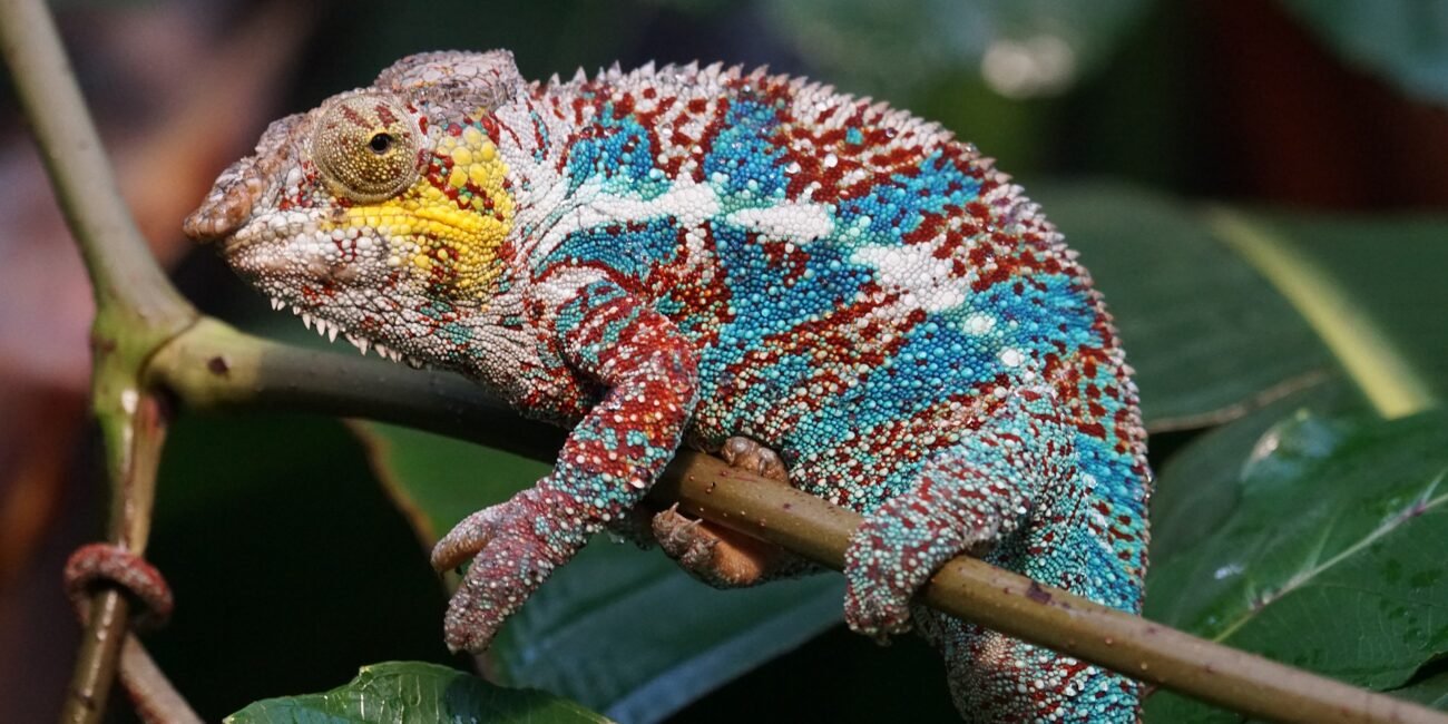 Madagascar