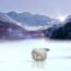 Orso Polare