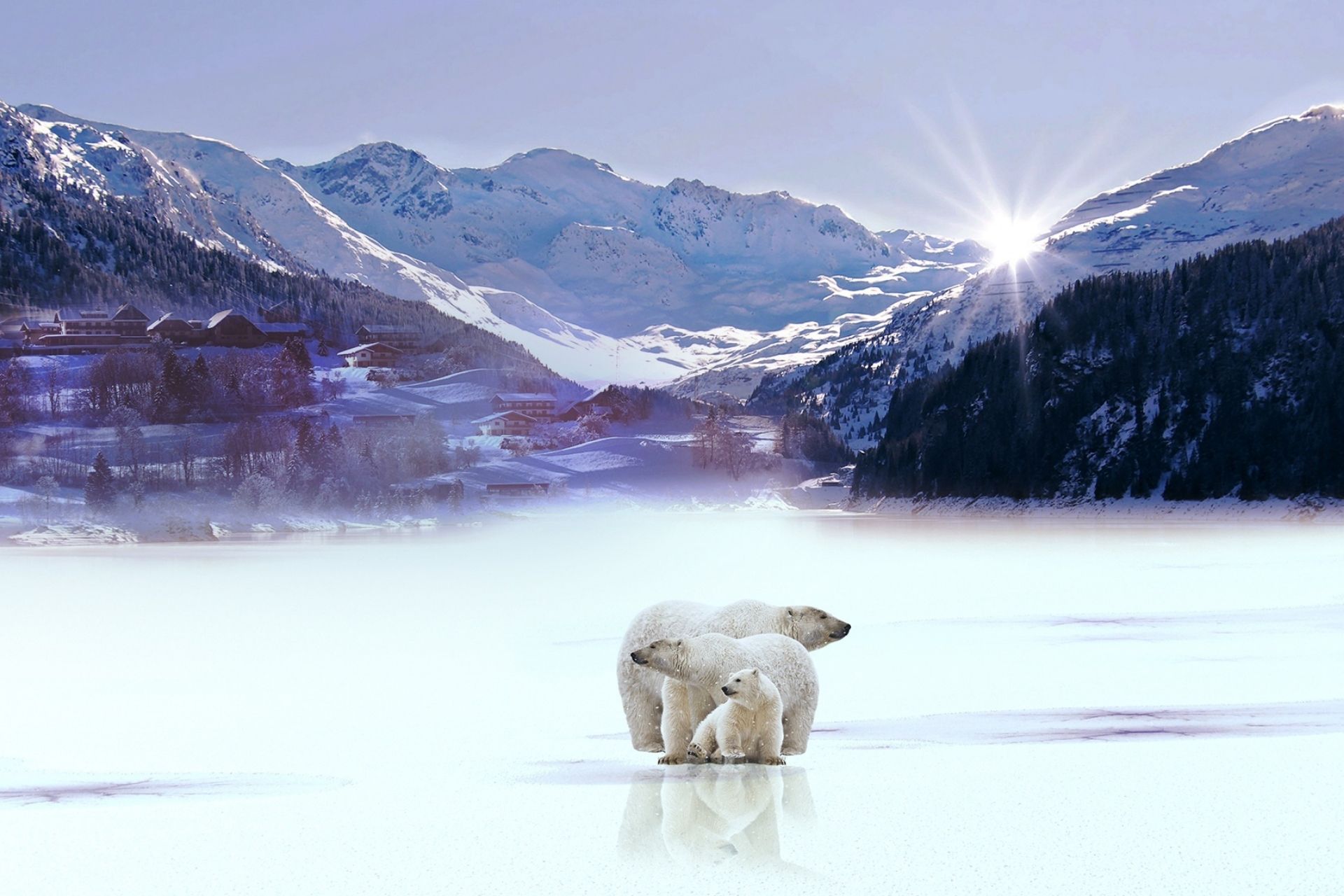 Orso Polare